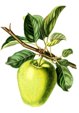 Apfel, Apfelsorte Sugar-Loaf Pippin, apple Sugar-Loaf Pippin Apple, an early ripening apple from Russia that was first recorded in 1831, .