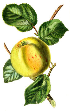 Apfel, Apfelsorte Charlamowsky, Augustapfel, Borovinka, Borowinka, Borowitzky, Charlamoff