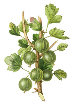 Stachelbeere, gooseberry early green hairy, .