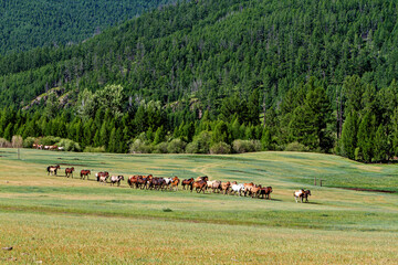 A herd of horses in the Mongolian landscape