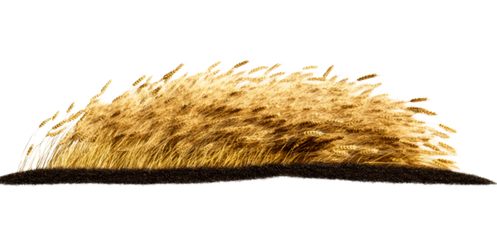 Golden wheat harvest. Grain field on fertile soil, cut out transparent