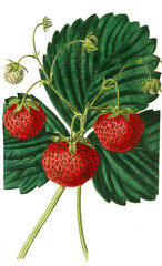 Erdbeere, Erdbeerensorte, the Keen's seedling strawberry , .