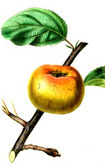 Apfel, Apfelsorte, the Sam Young Apple , .