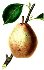 Birne, Birnensorte, the Beurre Diel Pear , .