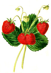 Erdbeere, Erdbeerensorte, the Elton Seedling Strawberry , .