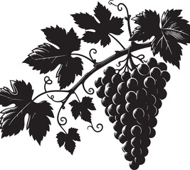 A monochrome illustration of a grape vine with leaves and a bunch of grapes hanging