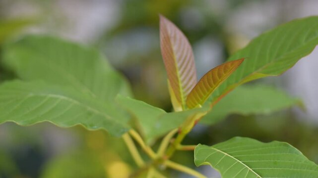 Kratom leaf, Kratom leaves growing in the plantation, Green leaf background with kratom tree and dark plant leaves, kratom mitragyna speciosa green