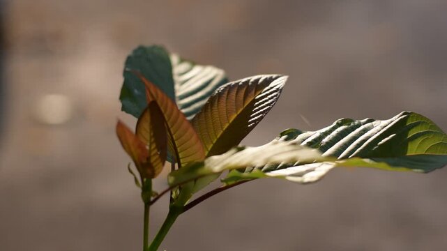 Kratom leaf, Kratom leaves growing in the plantation, Green leaf background with kratom tree and dark plant leaves, kratom mitragyna speciosa green