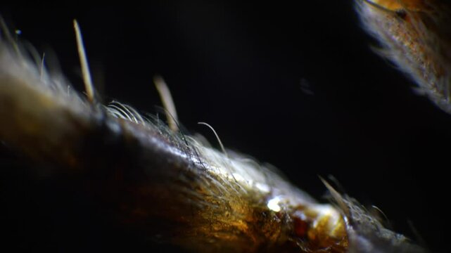 Macro footage of spider under microscope showing sharp detail of body parts, with selective focus revealing structure.