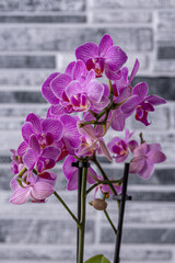 Floral concept. Orchid growing tips.  Most commonly grown house plants. Orchids blossom close up....