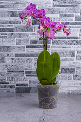 Floral concept. Orchid growing tips.  Most commonly grown house plants. Orchids blossom close up....