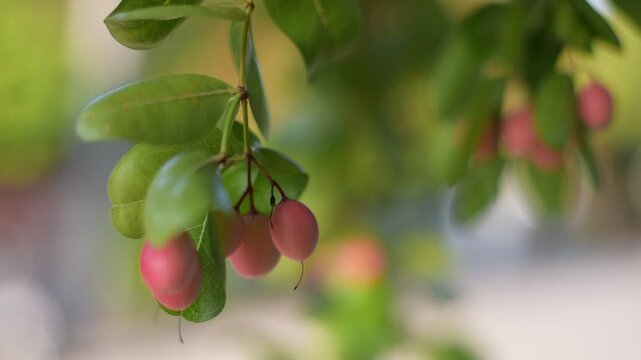 Blurred branch of carunda or karonda fruits on tree, Bengal Currants Carissa carandas fresh ripe on the tree, Fresh carunda or karonda fruit that is on the tree and harvested
