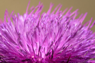 Silybum marianum Detail of pistils of milk thistle flower with pollen grains macro