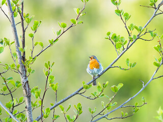 The European robin (Erithacus rubecula) singing in springtime