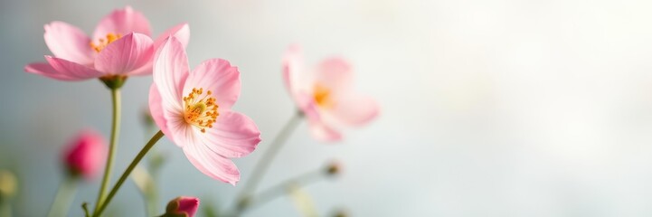 Obraz premium Delicate flower, stark white background, sharp focus, fresh, image, elegant