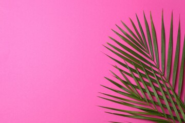 Green palm leaves on pink background, space for text