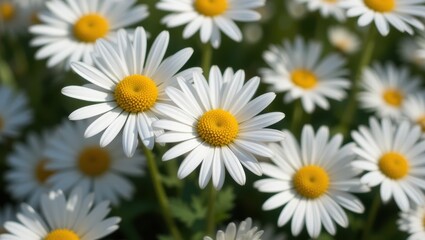 Close-Up of Vibrant White Daisies with Yellow Centers in a Lush Green Garden During Spring
