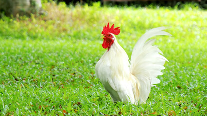 Rooster on the Lawn: A pristine, white rooster stands proud in the vibrant green grass, exhibiting its bright red comb and elegant feathers, as the sun casts a warm glow.