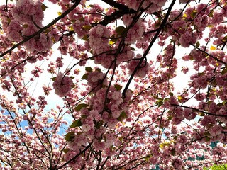 Obraz premium An enchantingly beautiful sakura tree with delicate pink blooms, close up