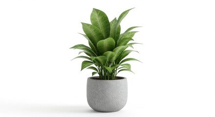 Obraz premium Flourishing plant in concrete pot