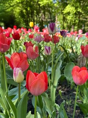 A blooming colorful bed of tulips in a public flower garden