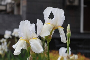 Fototapeta premium Close-Up of Blooming Purple Iris in Garden – Elegant Floral Beauty