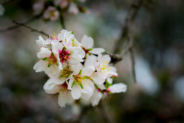 Almond flowers in blossom close-up