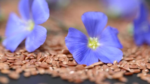 video flax seeds with flax flowers
