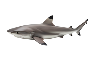 Blacktip Reef Shark Identification Habitat and Conservation on Transparent background