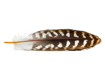 Brown striped feather with white accents, closeup, cut out transparent