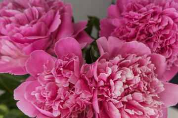 pink peonies big buds close up