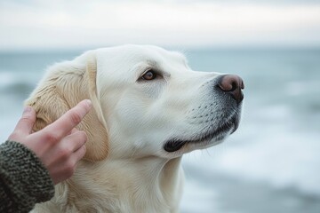close-up of a calm white dog with soft fur being gently touched by a hand near its ear against a blurred serene background