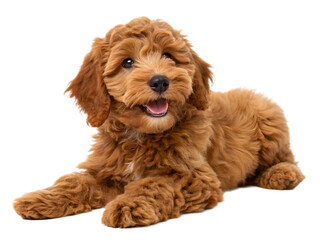 Adorable Red Goldendoodle Puppy Dog Lying Down Fluffy Fur Happy Expression