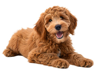 Adorable Red Goldendoodle Puppy Dog Lying Down Fluffy Fur Happy Expression