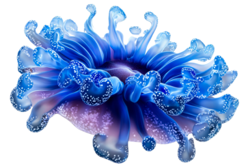 Iridescent flower like organism, tentacles, transparent cut out