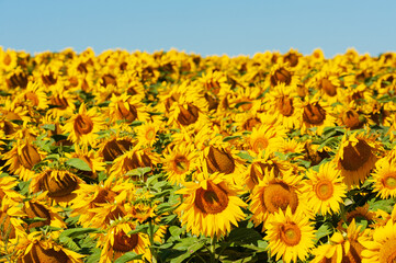 Bright sunflower fields under blue sky in Alberta province, Canada