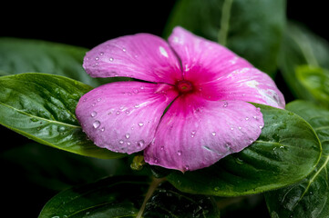 Pink Periwinkle Bloom with Water Droplets on Black