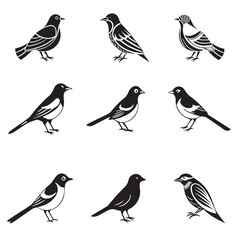 Fototapeta premium Black and White Roller bird 9
