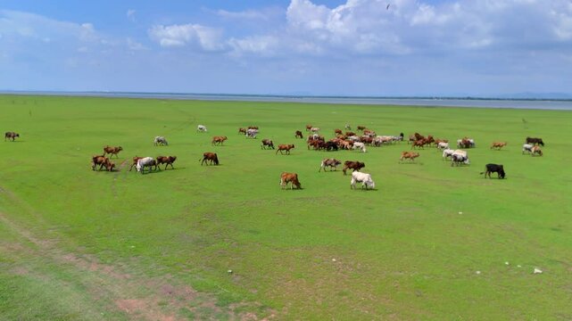 Herd of Thai domestic beef cattle grazing on green pasture Thailand