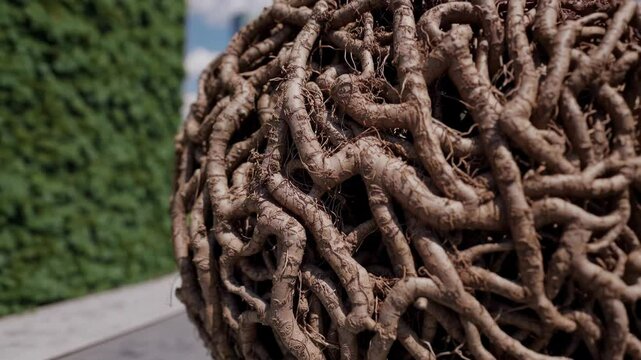 Intricate root system forming organic sphere slowly rotating, revealing complex botanical structure within urban park setting against soft green landscape background