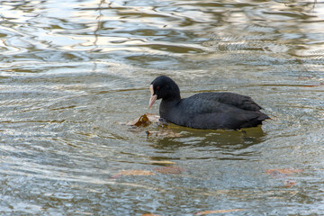 水面を滑るオオバンの冬の佇まい