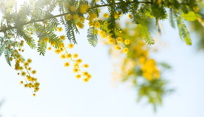 Mimosa Spring Flowers Easter background. Holiday backdrop, border art design. Blooming mimosa tree over sunny sky, bright sun flare. Mother's Day. Garden. Spring holiday blossom. Acacia Dealbata. 