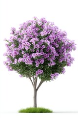 Obraz premium Lush Purple Flowering Tree on White Background
