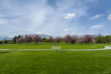 Obraz premium lush green park with pink blossoming trees, bench and mountain background under cloudy sky. minimalist green park with copy space