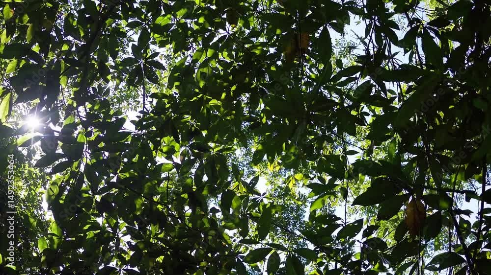 Poster sunlight filtering gently through dense tropical rainforest canopy, casting intricate patterns of go