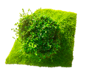 green grass on white background, transparent background, cutout 