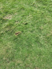 Close-up view of patchy, uneven green grass.