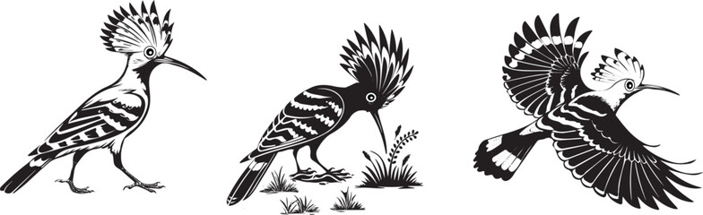 Hoopoes bird silhouette vector design qith white background 