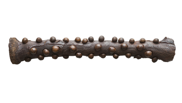 Dark brown, elongated object with numerous small, round protrusions
