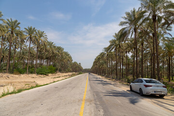 A scenic road in Bushehr, Iran, lined with towering palm trees under a clear blue sky, with a...